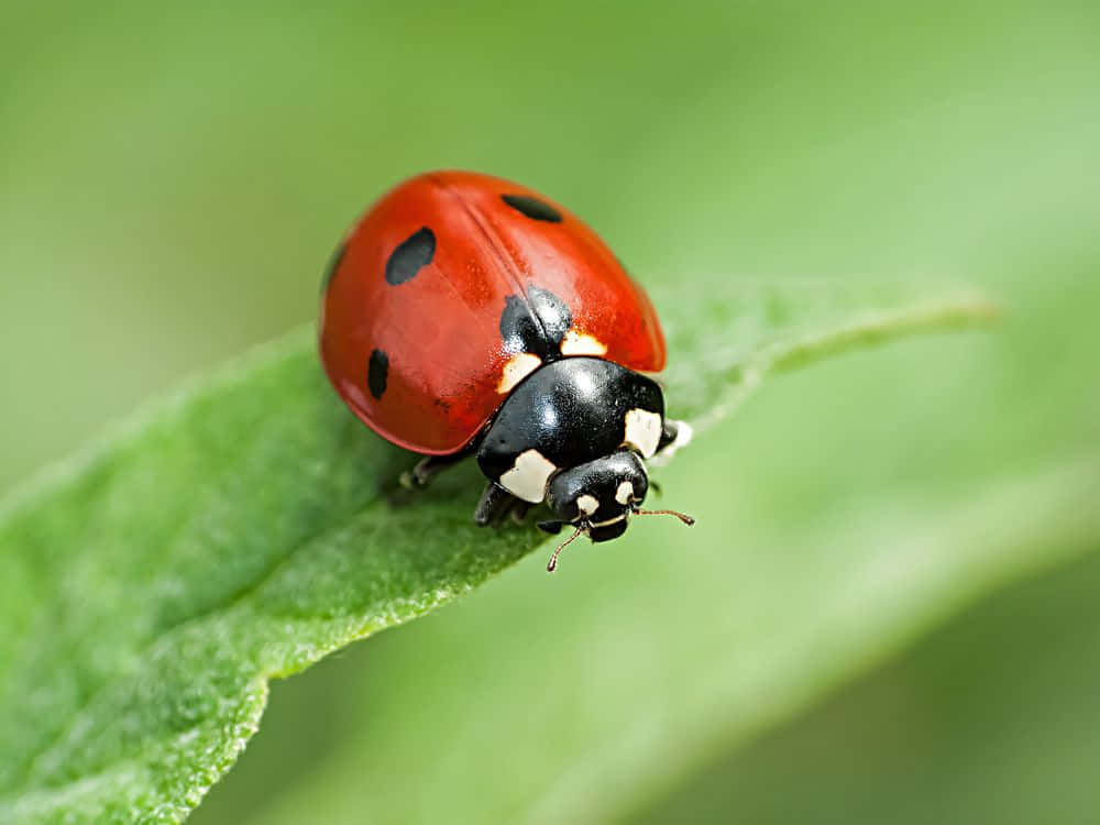 BetterMacro close-up photography