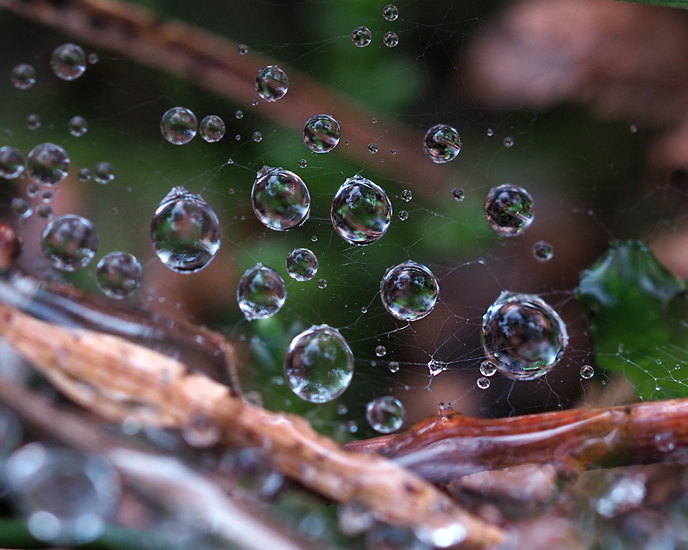 Drops of water